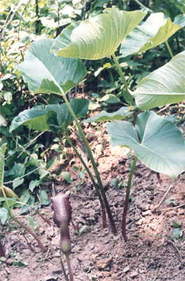 ��(d��)��ɏ